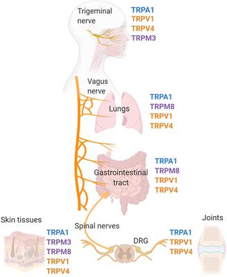 Involvement of Neural Transient Receptor Potential Channels in Peripheral Inflammation